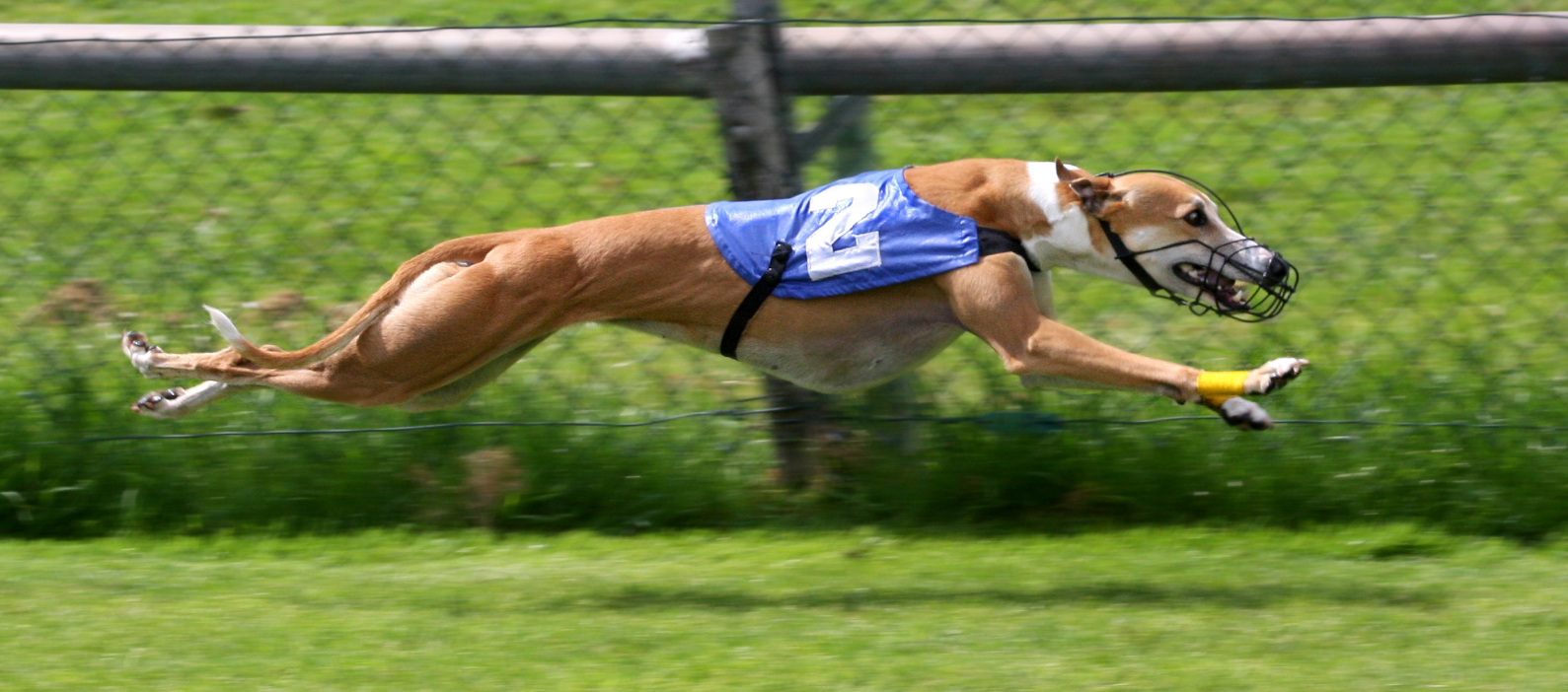 running dog for gambling